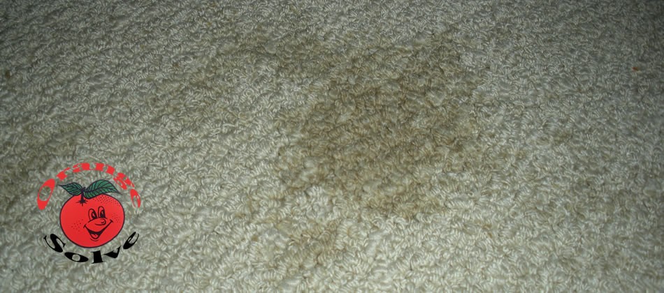 Carpet Stain - Orange Solve